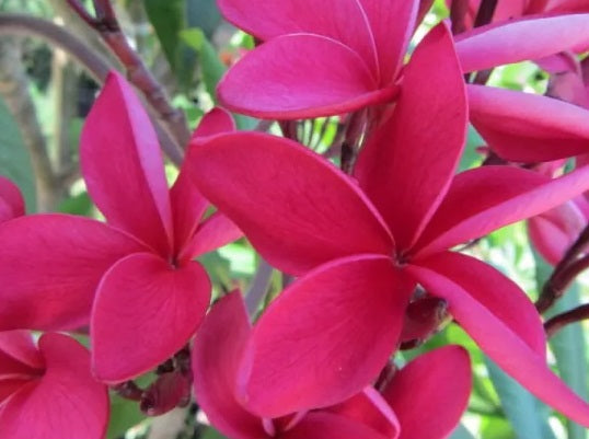 Plumeria rubra - RASPBERRY ROYALE - Frangipani