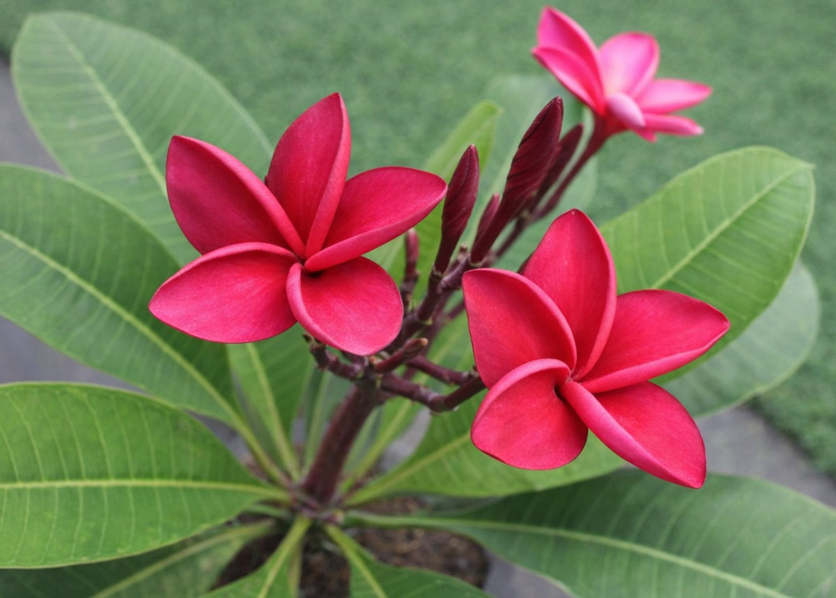 Plumeria rubra - RUBY BELLE - Frangipani
