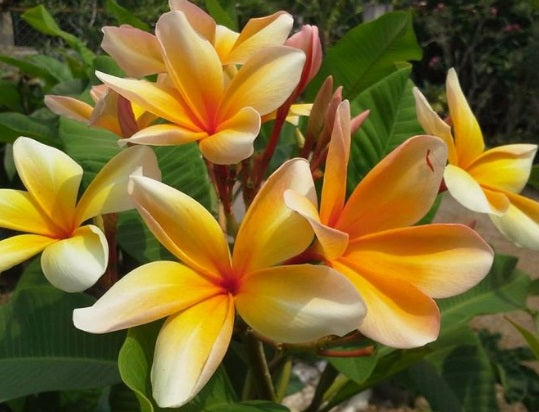 Plumeria rubra - SHERIFFS STAR - Frangipani