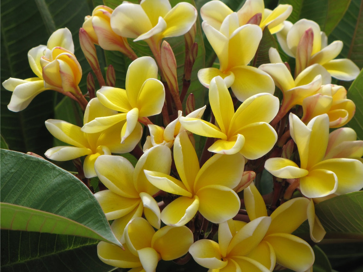 Plumeria rubra - YELLOW - Frangipani