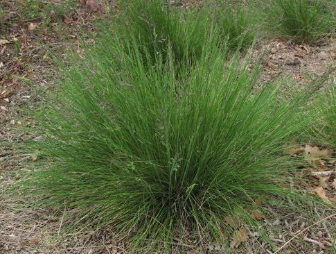Poa labillardierei - Native Tussock Grass