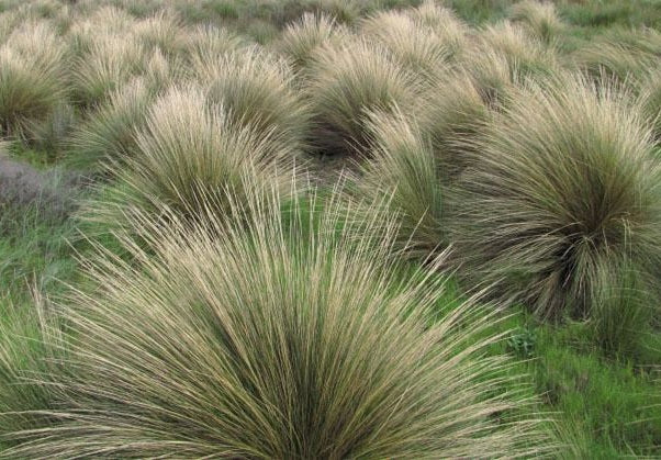 Poa poiformis - Coast Tussock Grass