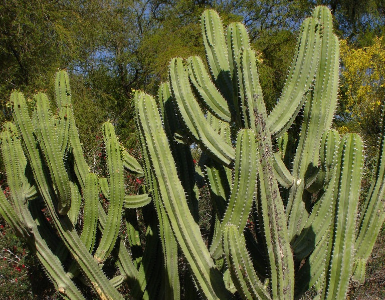 Polaskia chichipe