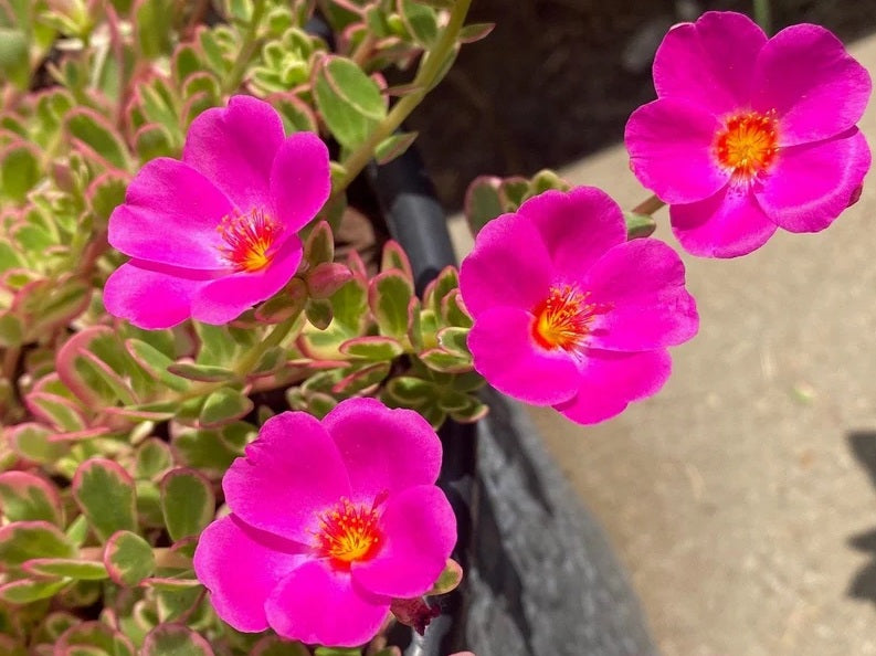 Portulaca oleracea - HANA MISTERIA - Purslane