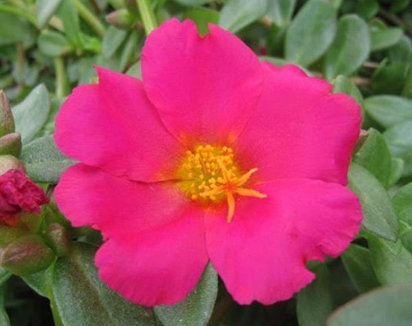 Portulaca oleracea - PortoGrande™ MAGENTA - Purslane