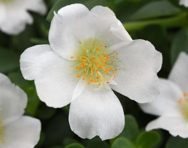 Portulaca oleracea - PortoGrande™ WHITE - Purslane
