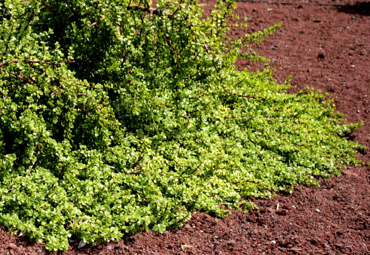 Portulacaria afra minima - Dwarf Elephant Bush