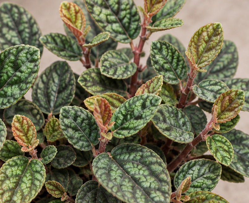 Procris repens - PULCHRA - Watermelon Begonia