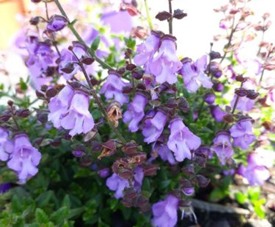 Prostanthera denticulata - PURPLE HAZE - Rough Mint Bush 'PRD001' PBR