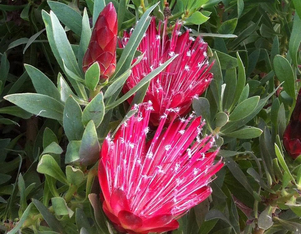 Protea repens x aurea - CLARKS RED - Sugarbush