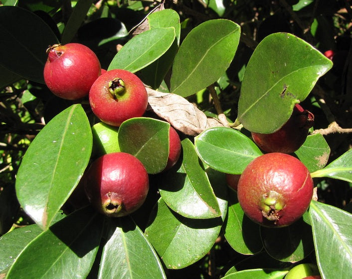 Psidium cattleyanum - Red Strawberry Guava