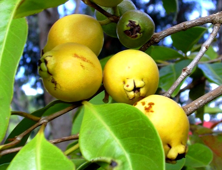 Psidium cattleyanum - Yellow Strawberry Guava