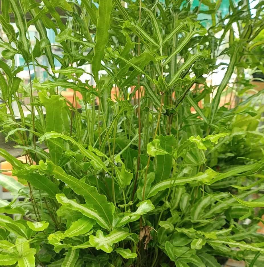 Pteris cretica - MAYII - Variegated Cretan Brake Fern