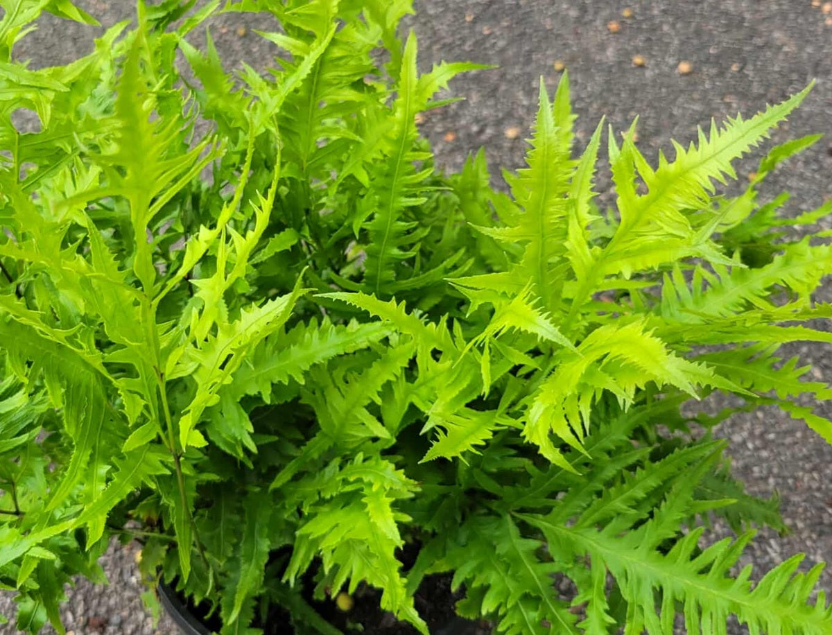 Pteris cretica - RIVERTONIANA - Cretan Brake Fern