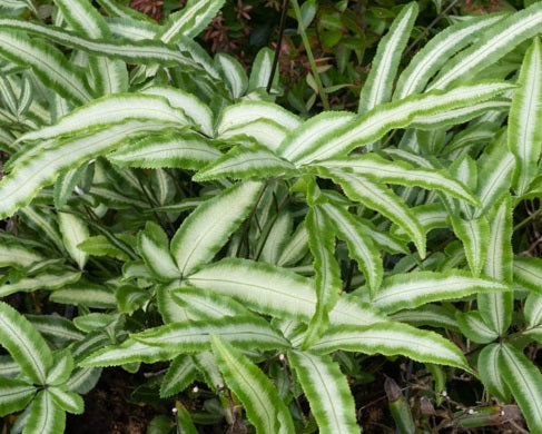 Pteris cretica - ALBOLINEATA - Variegated Cretan Brake Fern