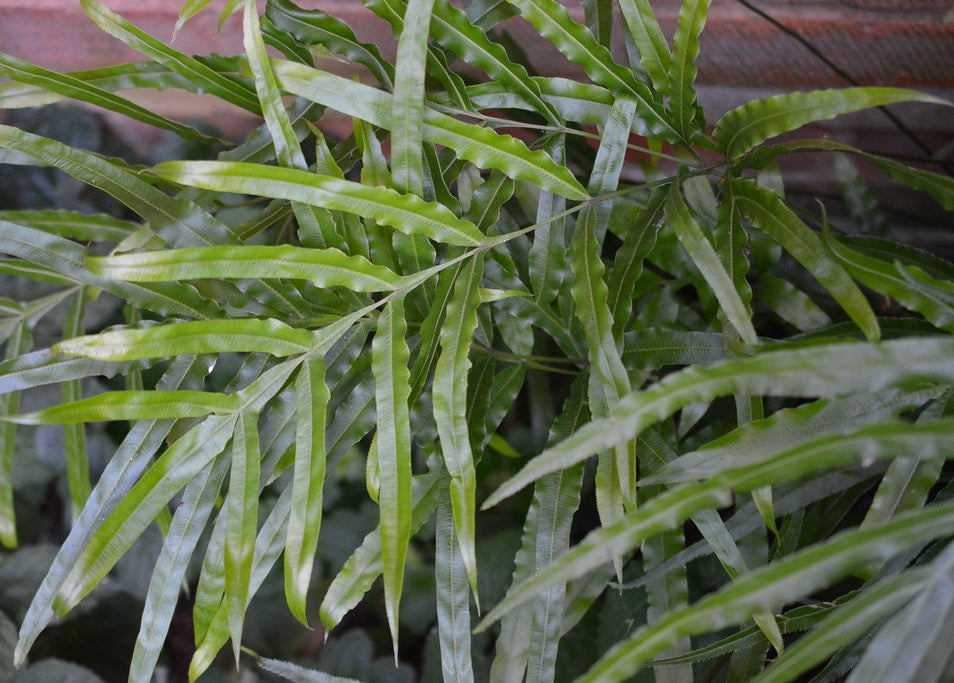 Pteris cretica - Green Flame Cretan Brake Fern