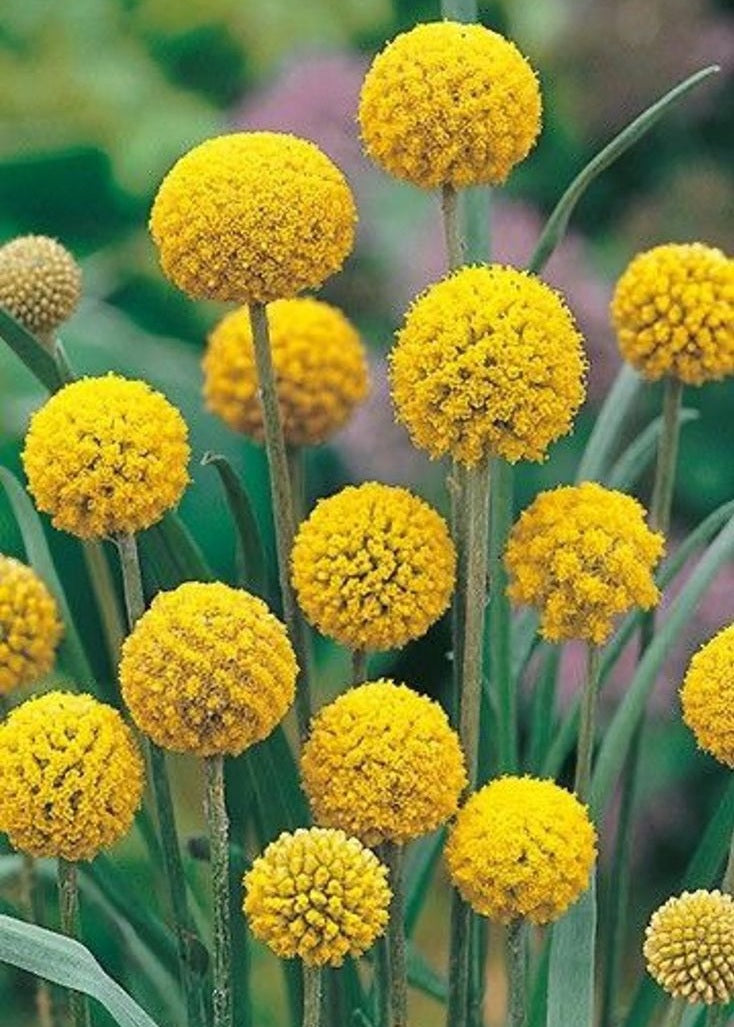 Pycnosorus globosus - Billy Buttons