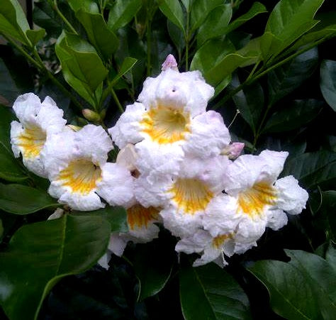 Radermachera - SUMMERSCENT - Kunming Hybrid China Doll