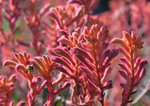 Anigozanthos - BUSH CORAL - Kangaroo Paw 'Rambocora' PBR