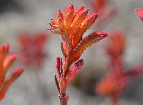 Anigozanthos - BUSH CORAL - Kangaroo Paw 'Rambocora' PBR