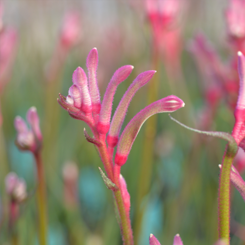 Anigozanthos - Celebrations® VALENTINE™ - Kangaroo Paw 'KPVALN' PBR