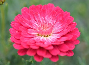 Argyranthemum frutescens - PINK POSY - Marguerite Daisy