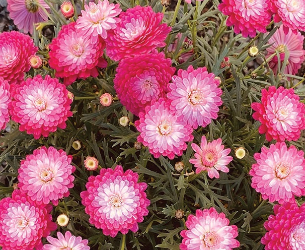 Argyranthemum frutescens - PINK POSY - Marguerite Daisy