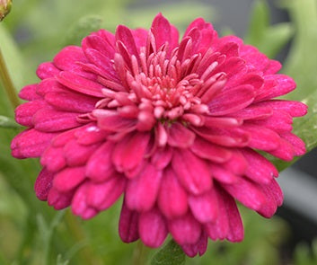 Argyranthemum frutescens - POM POM - Marguerite Daisy 'SUPAPOM' PBR
