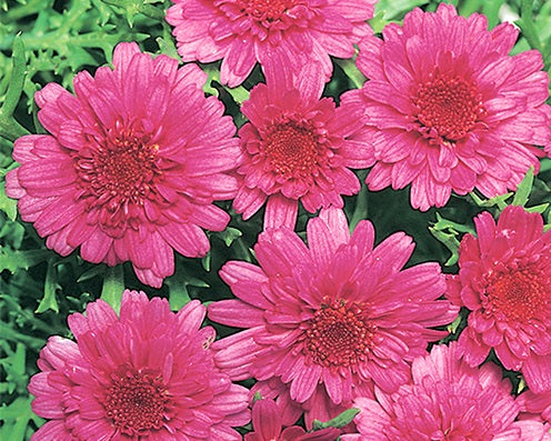 Argyranthemum frutescens - SUGAR CHEER - Marguerite Daisy