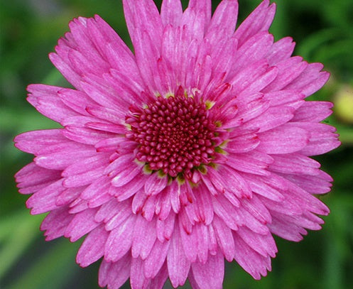 Argyranthemum frutescens - SUGAR CHEER - Marguerite Daisy