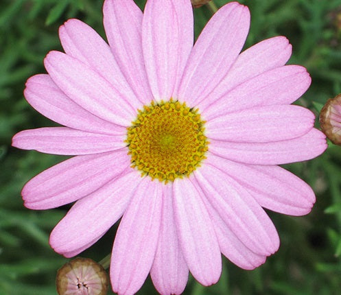 Argyranthemum frutescens - SUMMIT PINK - Marguerite Daisy