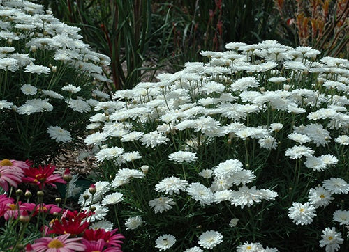 Argyranthemum frutescens - SUPER DUPER - Marguerite Daisy 'SUPA2101' PBR