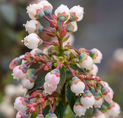 Vaccinium corymbosum - PEACH SORBET® - Blueberry 'ZF06-043' PBR