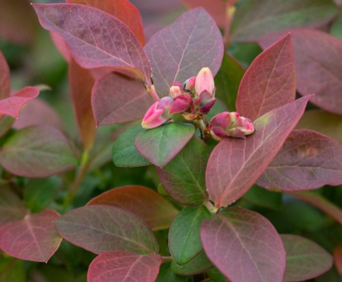 Vaccinium corymbosum - PEACH SORBET® - Blueberry 'ZF06-043' PBR