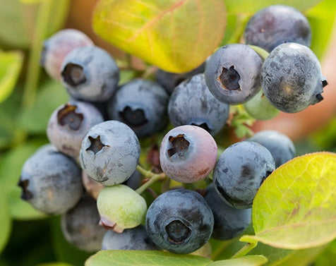 Vaccinium corymbosum - PEACH SORBET® - Blueberry 'ZF06-043' PBR
