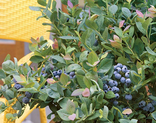 Vaccinium corymbosum - PINK ICING® - Blueberry 'ZF06-079' PBR