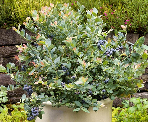 Vaccinium corymbosum - PINK ICING® - Blueberry 'ZF06-079' PBR