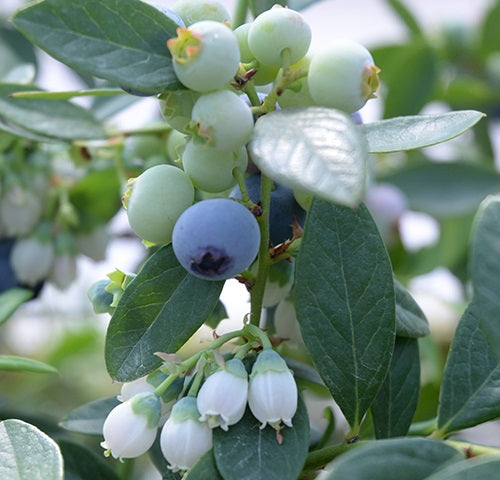 Vaccinium corymbosum x darrowi - SUNSHINE BLUE - Blueberry