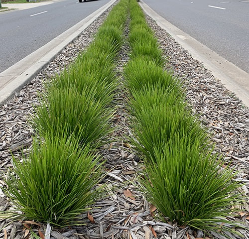 Lomandra confertifolia pallida - LITTLE LIME - Trojan Mat-Rush 'LLP002' PBR