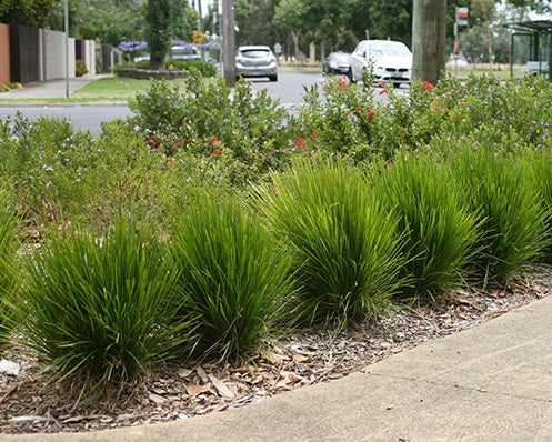 Lomandra confertifolia pallida - LITTLE LIME - Trojan Mat-Rush 'LLP002' PBR