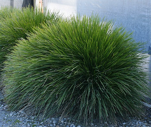 Lomandra confertifolia pallida - LITTLE LIME - Trojan Mat-Rush 'LLP002' PBR