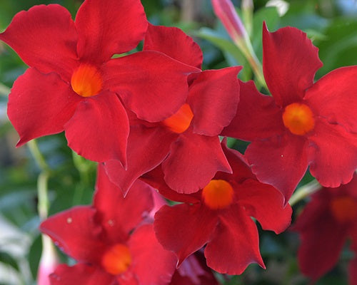 Mandevilla - ALOHA FOREVER RED - Rocktrumpet 'Manevered' PBR
