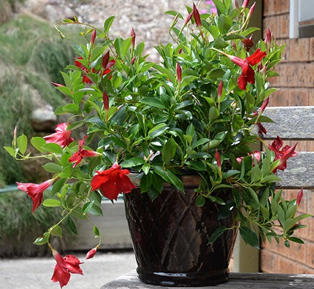 Mandevilla - ALOHA FOREVER RED - Rocktrumpet 'Manevered' PBR