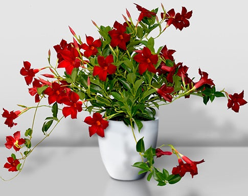 Mandevilla - ALOHA FOREVER RED - Rocktrumpet 'Manevered' PBR