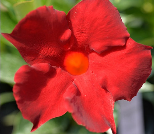 Mandevilla - ALOHA FOREVER RED - Rocktrumpet 'Manevered' PBR