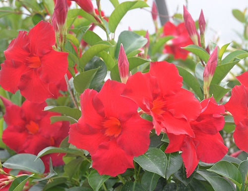 Mandevilla - ALOHA GIANT RED ROMANCE - Rocktrumpet