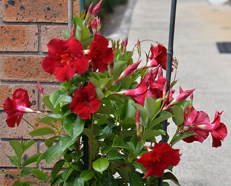 Mandevilla - ALOHA GIANT RED ROMANCE - Rocktrumpet
