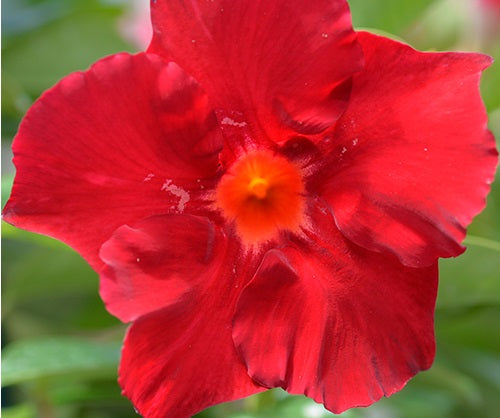 Mandevilla - ALOHA GIANT RED ROMANCE - Rocktrumpet