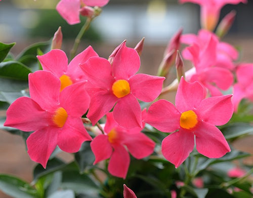 Mandevilla - ALOHA PINK PERFECTION - Rocktrumpet