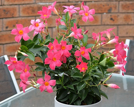 Mandevilla - ALOHA PINK PERFECTION - Rocktrumpet